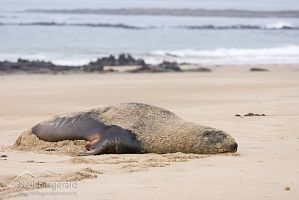 New Zealand sea lion