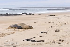 New Zealand sea lion