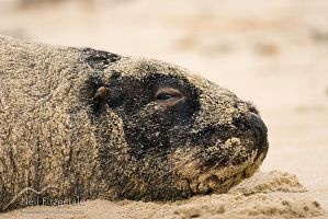New Zealand sea lion