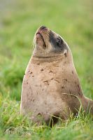 New Zealand sea lion