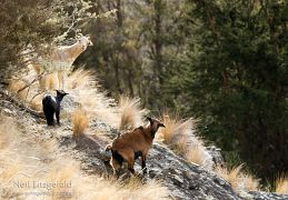 Horses & goats