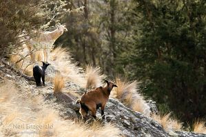 Wild goats