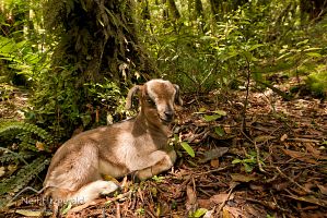 Wild goat