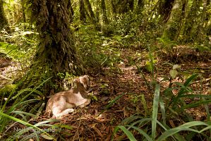 Feral goat