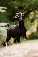 Wild goat