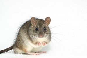 Ship rat