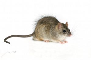Ship rat