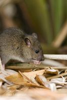 Norway rat
