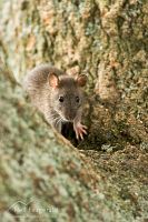 Norway rat