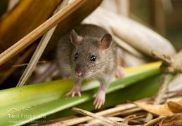 Norway rat