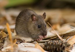 Rodents