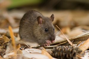 Norway rat
