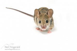 House mouse