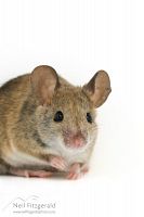 House mouse