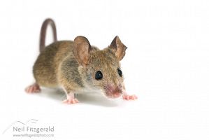 House mouse