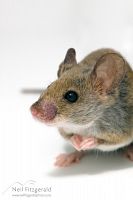 House mouse