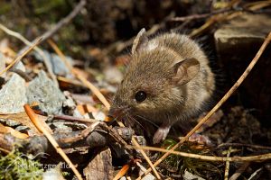 House mouse