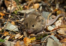 House mouse