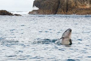 Common bottlenose dolphin