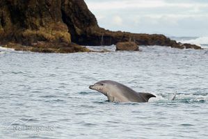Common bottlenose dolphin