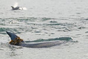 Common bottlenose dolphin