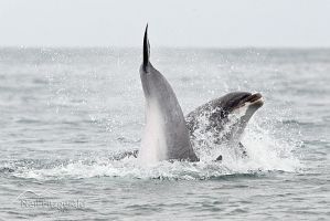 Common bottlenose dolphins