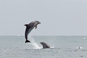 Common bottlenose dolphins