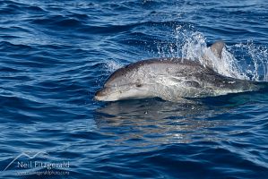 Common bottlenose dolphin