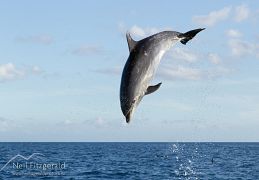 Common bottlenose dolphin