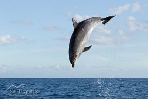 Common bottlenose dolphin