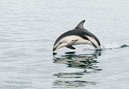 Dusky dolphin