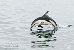 Dusky dolphin