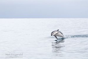 Dusky dolphin