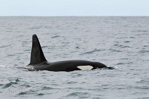 Killer whale