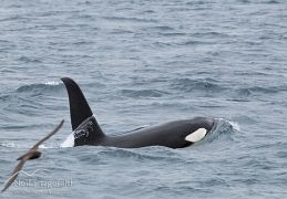 Orca