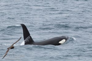 Orca