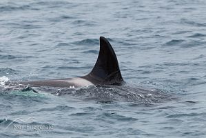 Orca