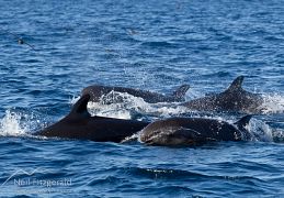 False killer whale
