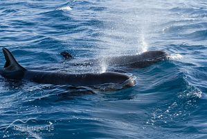 False killer whale