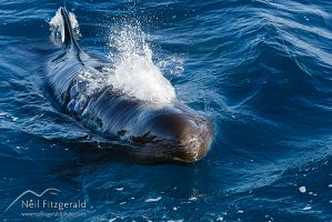 False killer whale