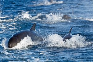 False killer whale