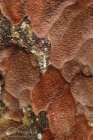 Kauri bark