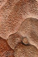 Kauri bark
