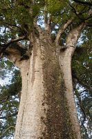 Square kauri