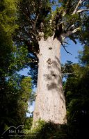 Tane Mahuta