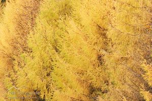 European Larch 