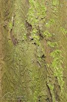 Rimu bark