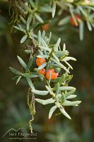 Totara fruit