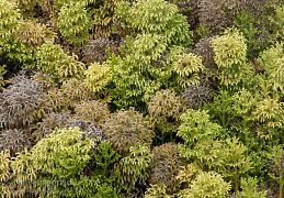 Clubmosses