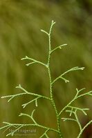 Bushy clubmoss